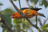 Scarlet Tanager