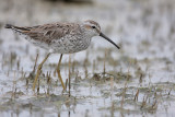 Stilt Sandpiper