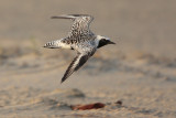 Black-bellied Plover