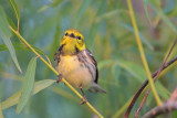 Black-throated Green Warbler