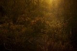 Desert glow, Saguaro National Park, Tucson, Arizona, 2009