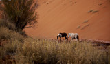 Navajo ponies, Monument Valley, Arizona, 2009