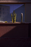 Cactus, The Westward Ho, Phoenix, Arizona, 2009