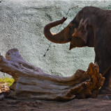 Snack Time, The Phoenix Zoo, Phoenix, Arizona, 2010