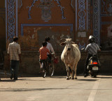Sacred cow, City Palace, Jaipur, India, 2008
