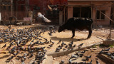 Territorial claim, Jaipur, India,  2008