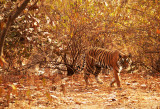 Tiger on the hunt, Ranthambore National Park, India, 2008