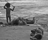 Vanquished, Jaipur, India, 2008