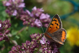 Small copper (Lycaena phlaeas)