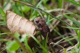 Very tiny toad