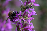 Bumblebee (Bombus pascuorum)