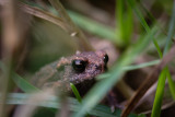 Very tiny toad