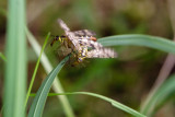 Scorpionflies mating (Panorpa communis)