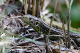 Sand Lizard