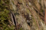 Wolf Spider