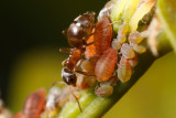 Black Garden Ant (Lasius niger) milking aphids
