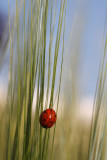 Seven-spot ladybird and blue sky