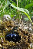Dor Beetle (and manure)