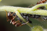 Black garden ants (Lasius niger) and aphids