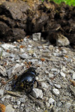 Almost there!!! Dor beetle and manure, revisited