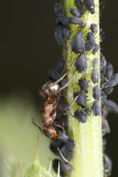 Horse ants (Formica rufa) guarding aphids