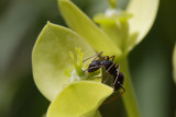 Ant on Euphorbia