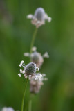 Ripwort (Plantago lanceolata)
