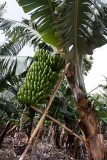 Bananas
