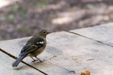 Female Chaffinch