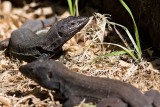 Gomerian lizards (Gallotia caesaris gomerae)