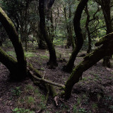 The forest at Las Cresces