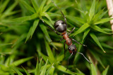 Horse Ant (Formica rufa) on moss