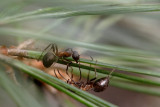 Horse Ants on pine needles