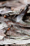 Horse Ants dispelling a male