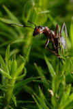 Horse ant on moss