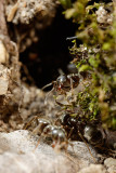 Garden ant building something in my frontyard