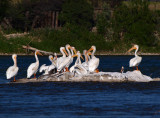 American White Pelicans on the Bow River