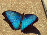 P5083625cs.jpg