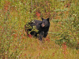 Black bear