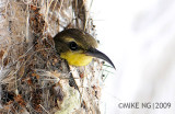 Nesting Olive Backed Sunbird