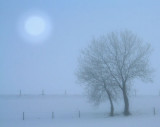 Foggy trees in the snow