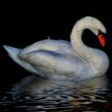 Swans 17