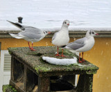 There are not many placese today where a gull can have a rest.....