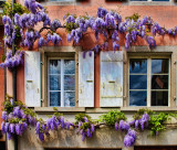 Wisteria 50