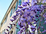 Wisteria 53