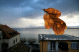The lonely leaf, which wanted to get in...