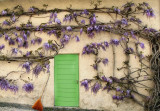 Wisteria 2