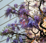 Wisteria 26