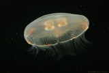 MOON JELLYFISH