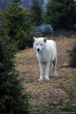 WOLF IN THE TREES #2